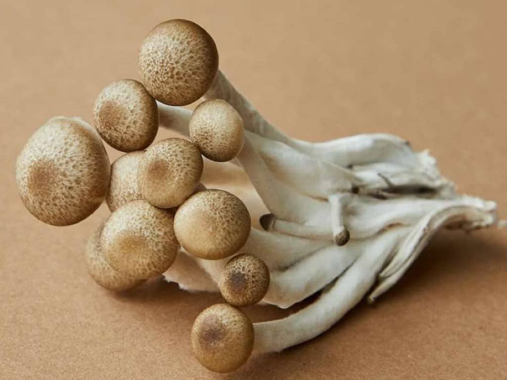 Psilocybin Mushrooms Role in America's Psychedelic Renaissance