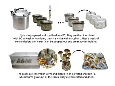 Sterilization Technique Inoculation Fruiting Harvesting Drying & Storge Image Depiction of the Those Steps.